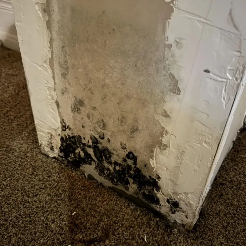 Professional Mold Removal in Shasta, CA